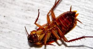 Image of a dead cockroach