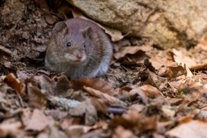 Image of a rat