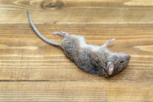 Image of a dead mouse