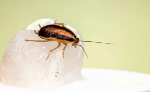 Image of roach in the nymph stage eating what appears to be a piece of fatty tissue