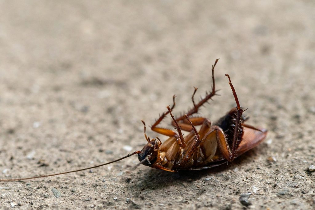 Image of a dead roach