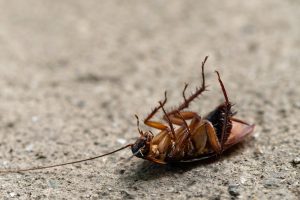 Image of a dead roach