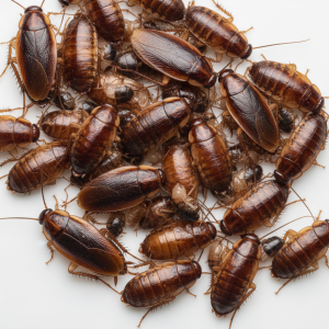 rapid reproduction german roaches