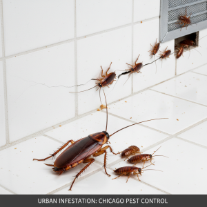 german cockroach infestation chicago