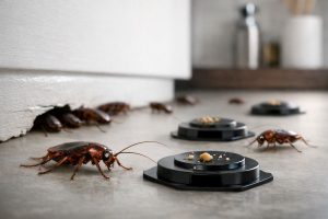 Why Cockroaches Keep Coming Back After Treatment