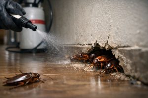 Why Roaches Keep Coming Back After Pest Control