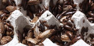 One-Time Roach Treatment or Ongoing Service?