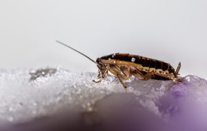 German Cockroach Treatment: What Works Best