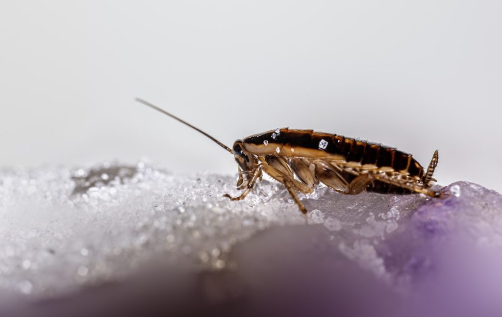 7 Signs You Have a Roach Infestation, Not Just One