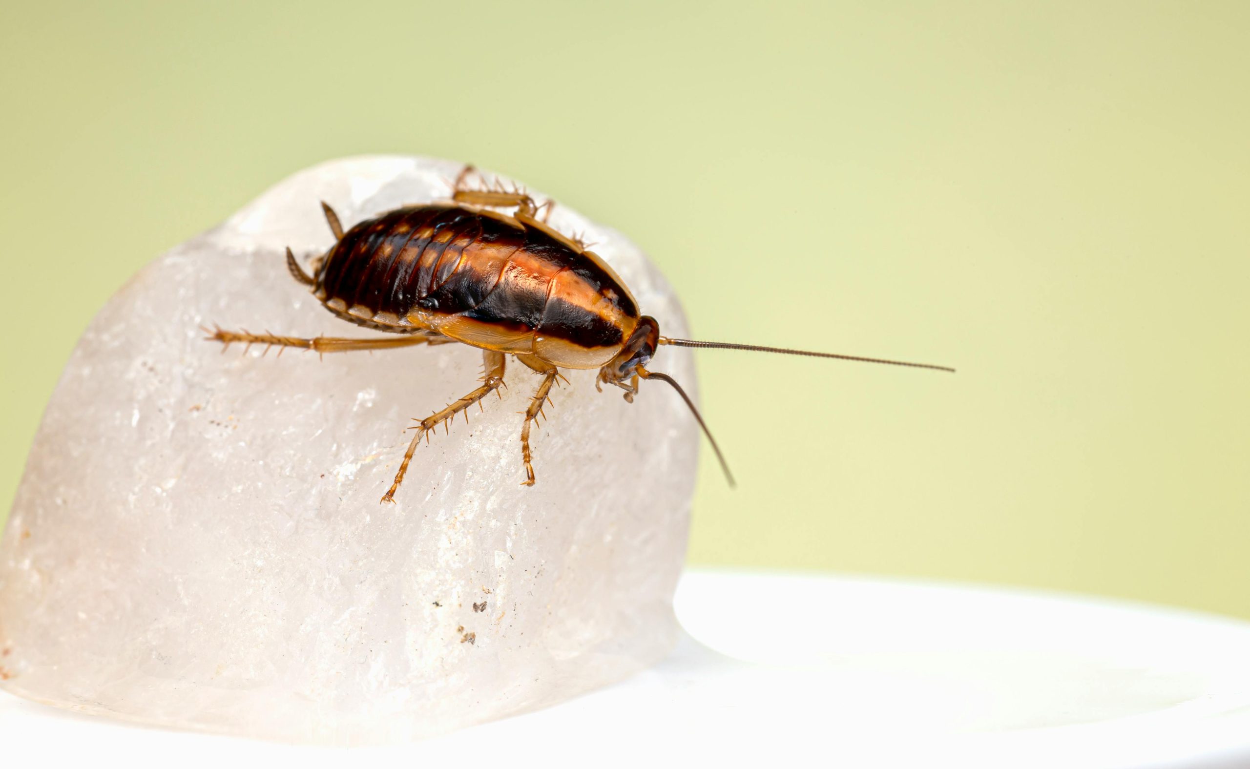 baby cockroach
